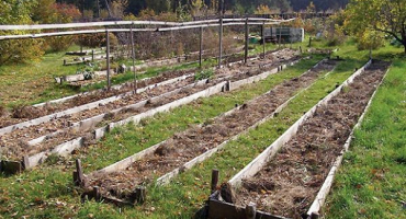 Kdy zasadit česnek na podzim, jak se připravit a jak ošetřit zahradu před výsadbou?